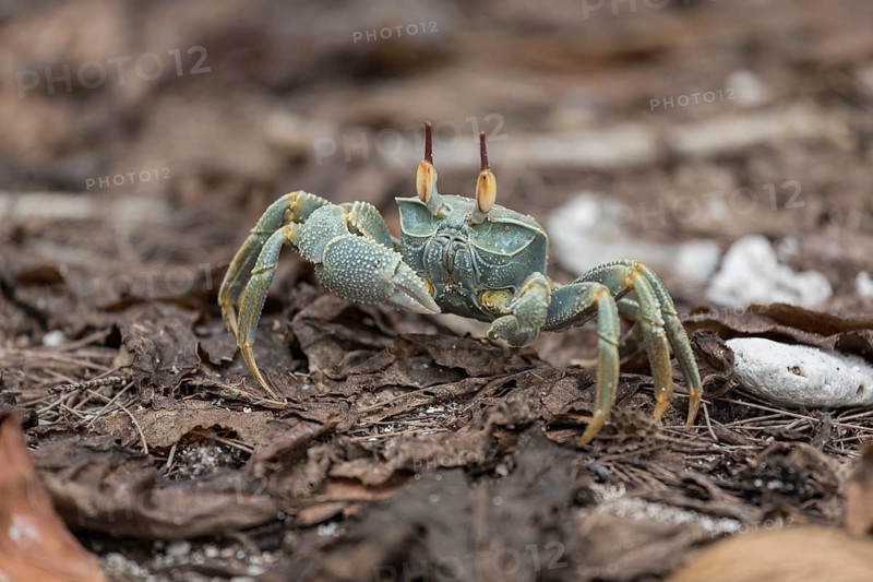 Ghost crab