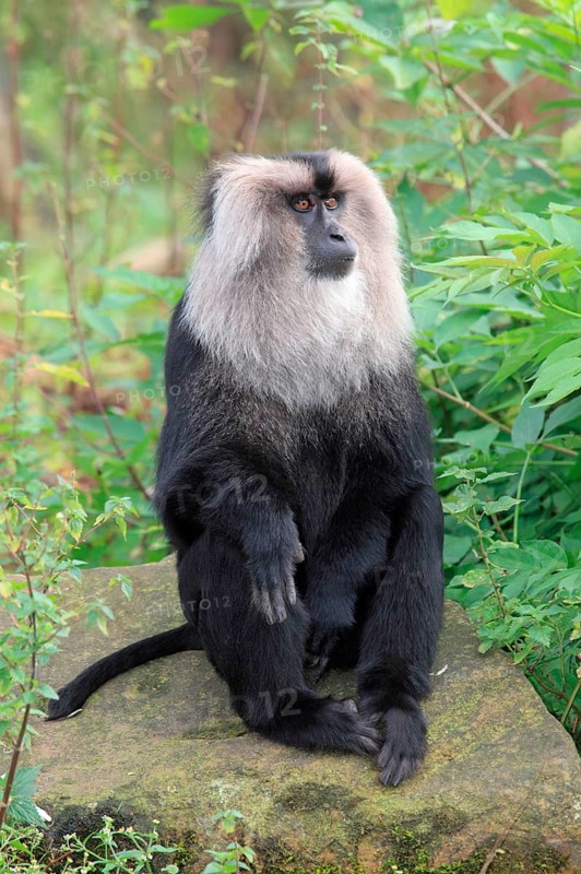 Lion-tailed macaque