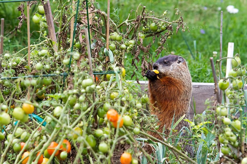 Marmot eating tomatoes in a garden