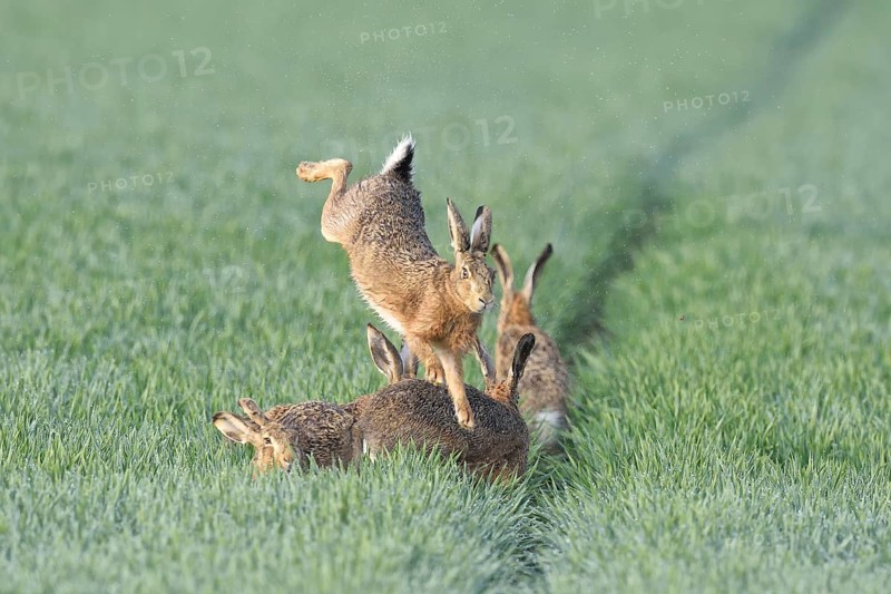 European Hare