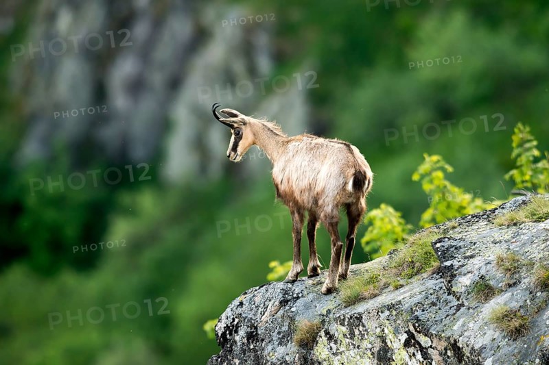 Chamois