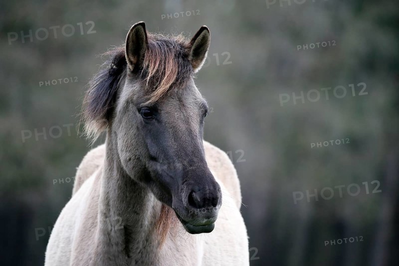 Wild Horse Duelmen
