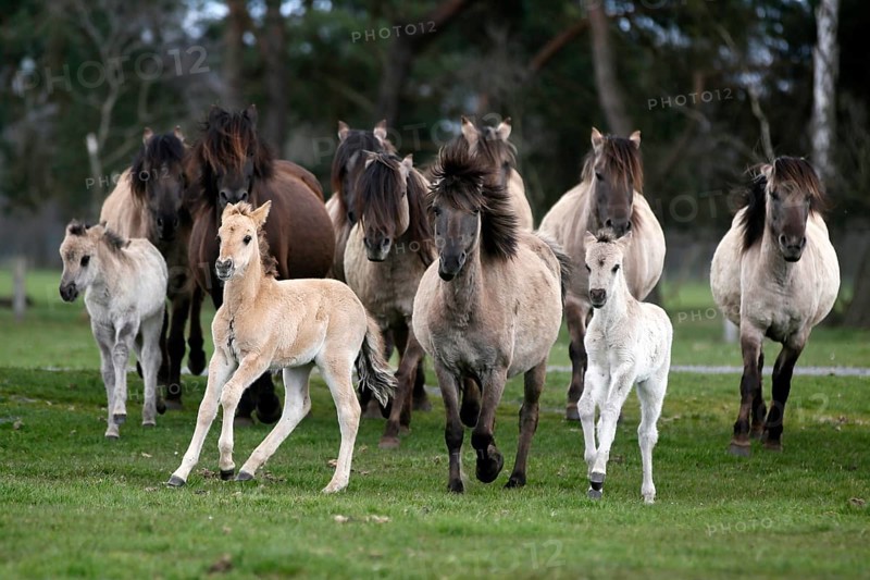 Wild Horse Duelmen