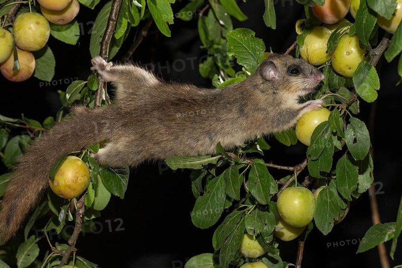Edible dormouse