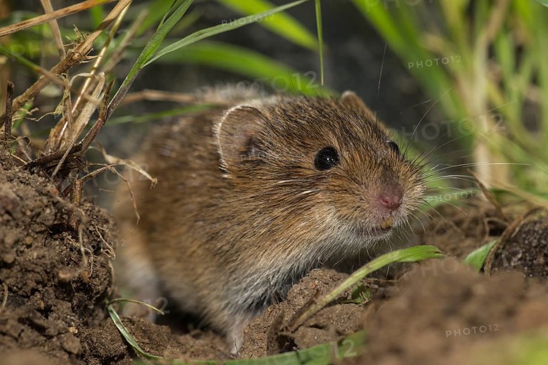 Common vole