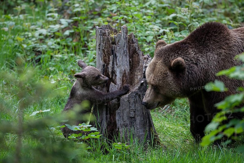 Brown bear