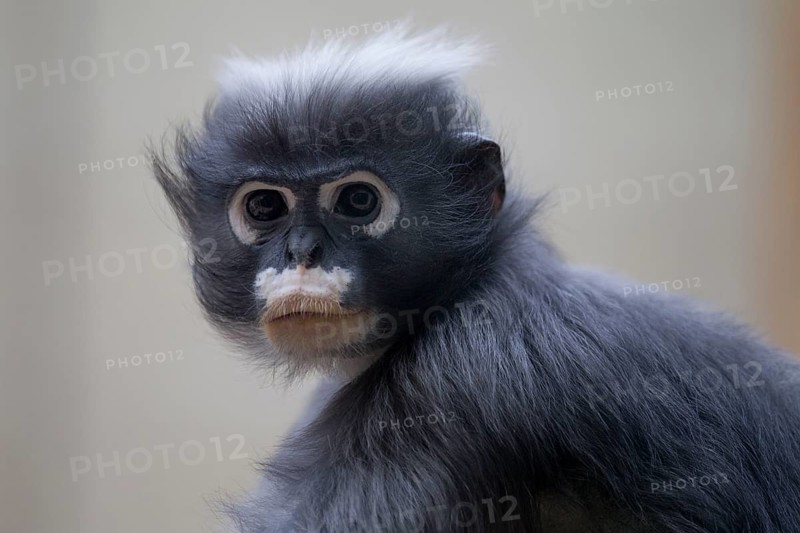 Spectacled langur