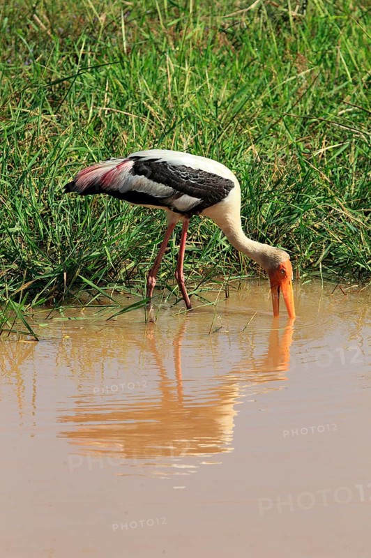 Painted stork