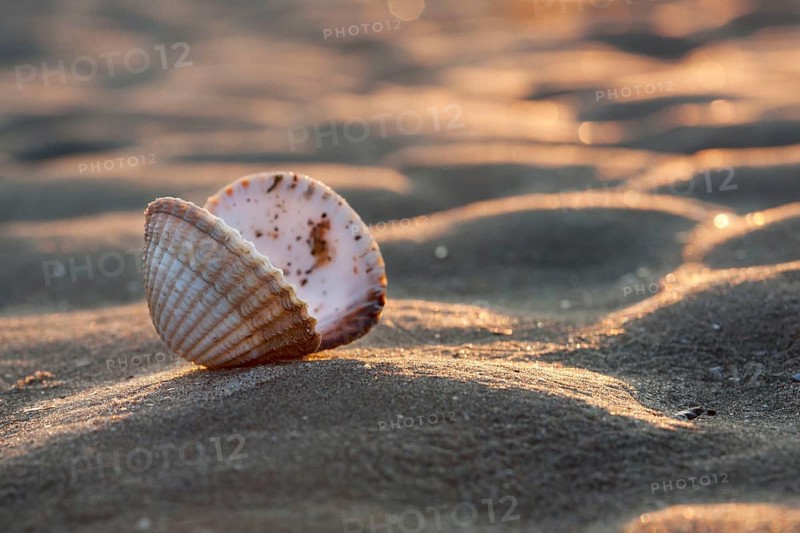 Common common cockle