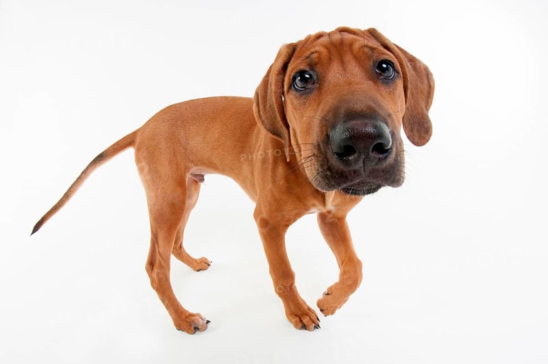 Rhodesian Ridgeback