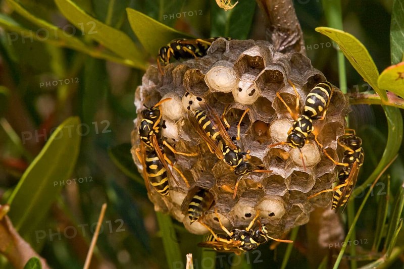 Field wasp