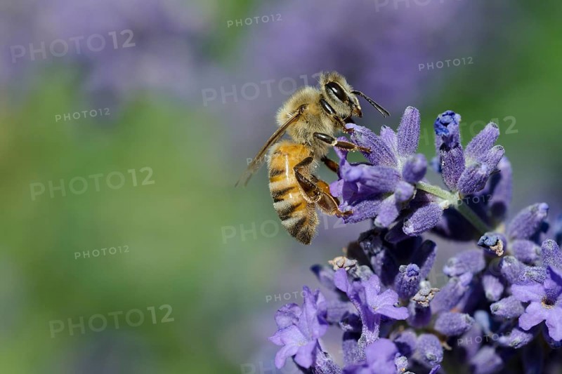 Honey bee