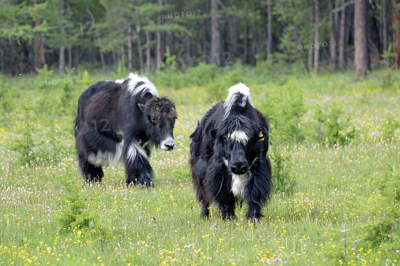 Domestic yaks
