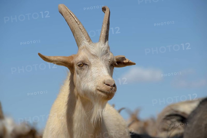 Cashmere goat
