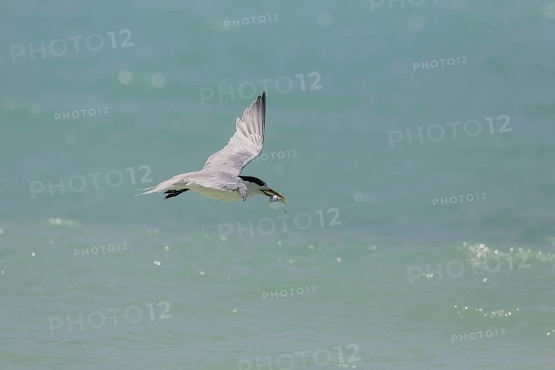 Greater Crested Tern