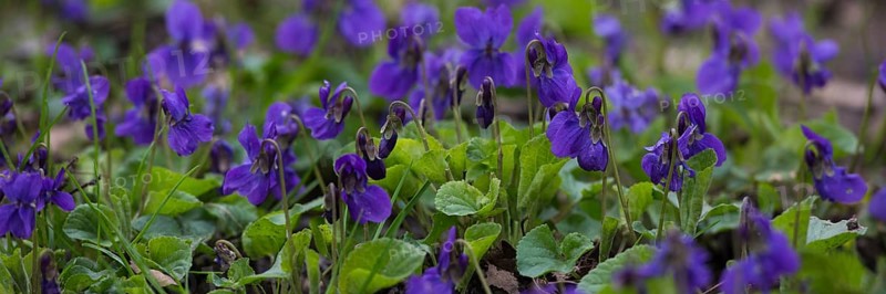Earl Dog-Violet