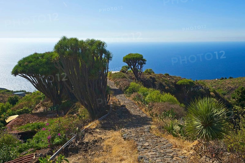 Dragon tree on the north coast