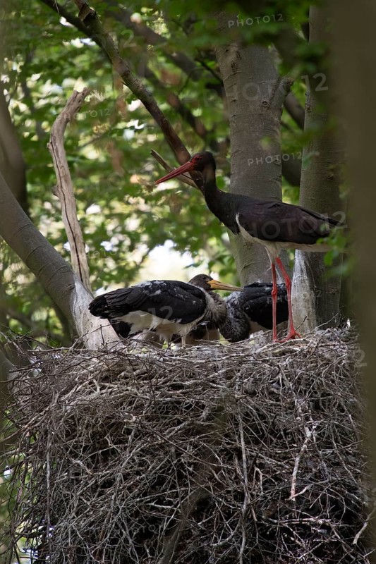 Black stork