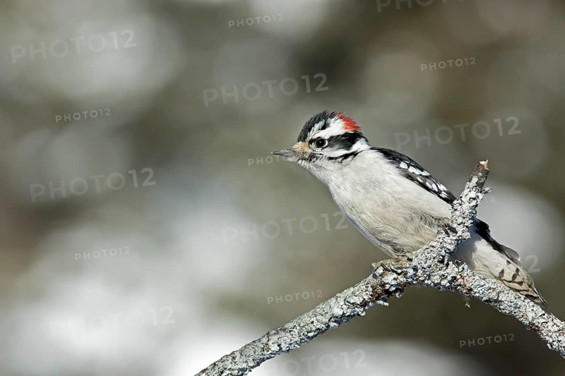 Downy woodpecker