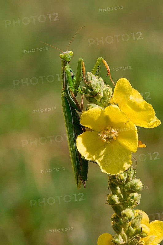 European mantis