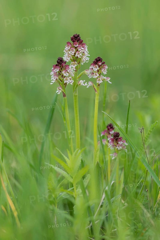 Burnt-tip orchid