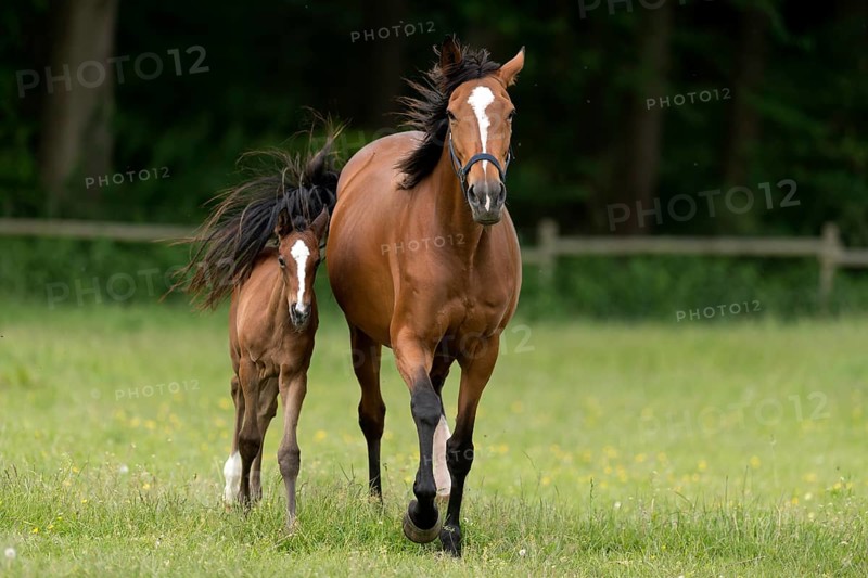 English thoroughbred