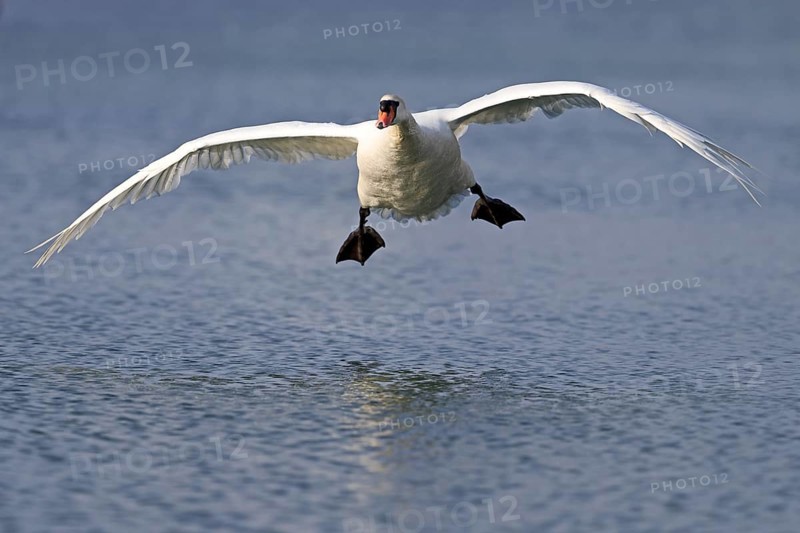 Mute Swan