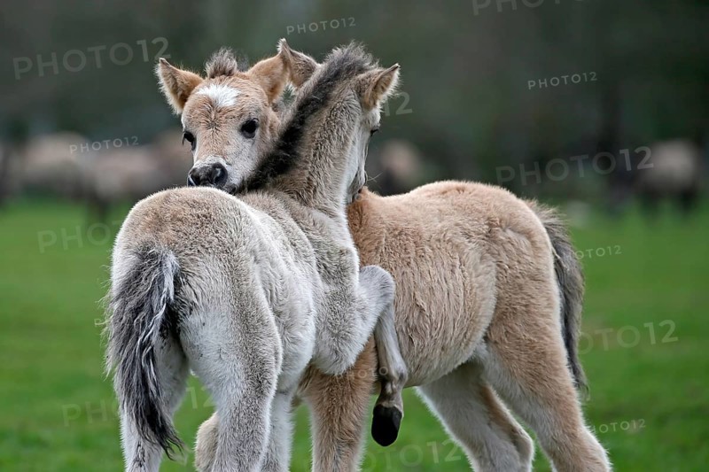 Wild Horse Duelmen
