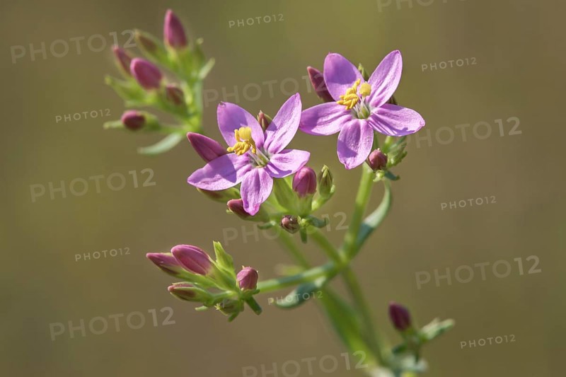 Centaury