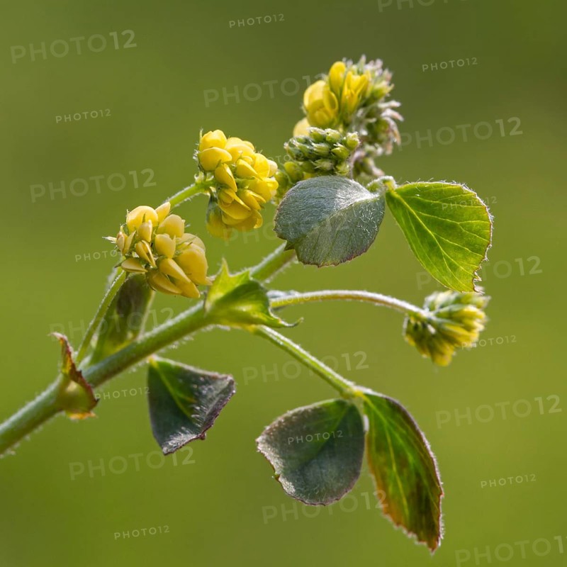 Black medick