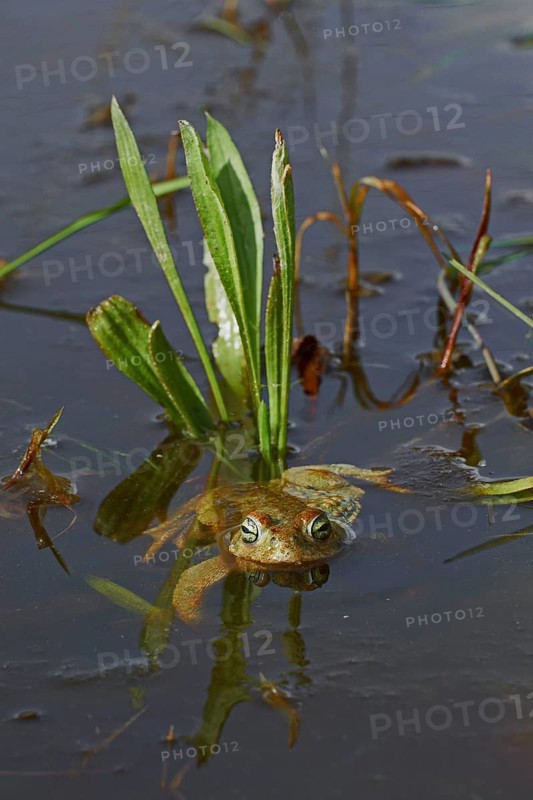Natterjack Toad