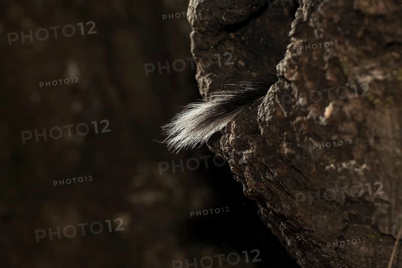 Garden dormouse