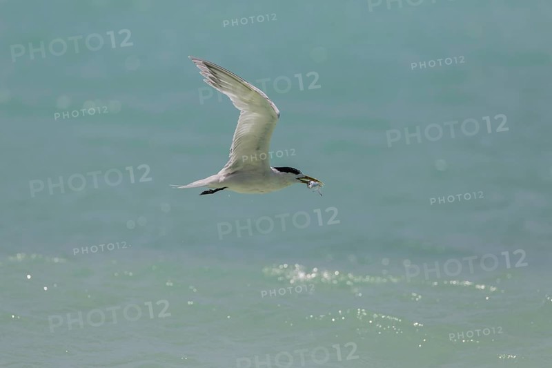 Greater Crested Tern