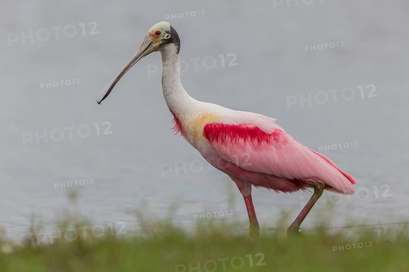Roseate Spoonbill