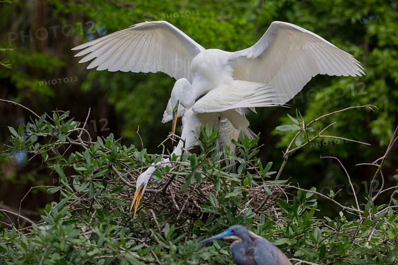 Great egret