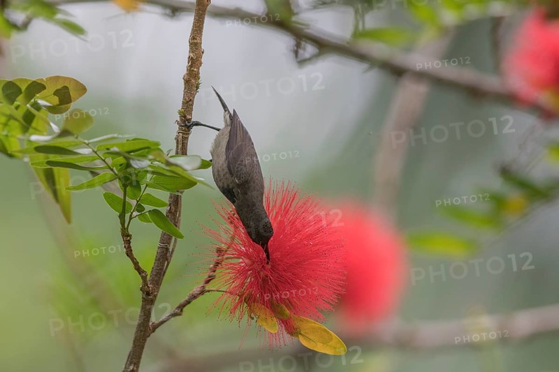 Seychelles Sunbird