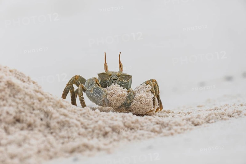 Horny-eyed ghost crab