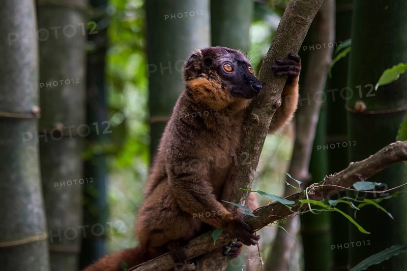 Brown lemur