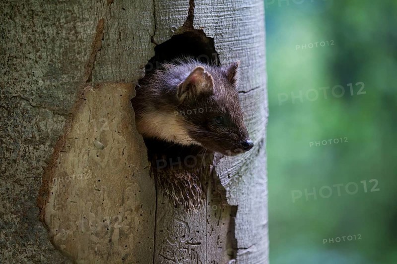 European pine marten