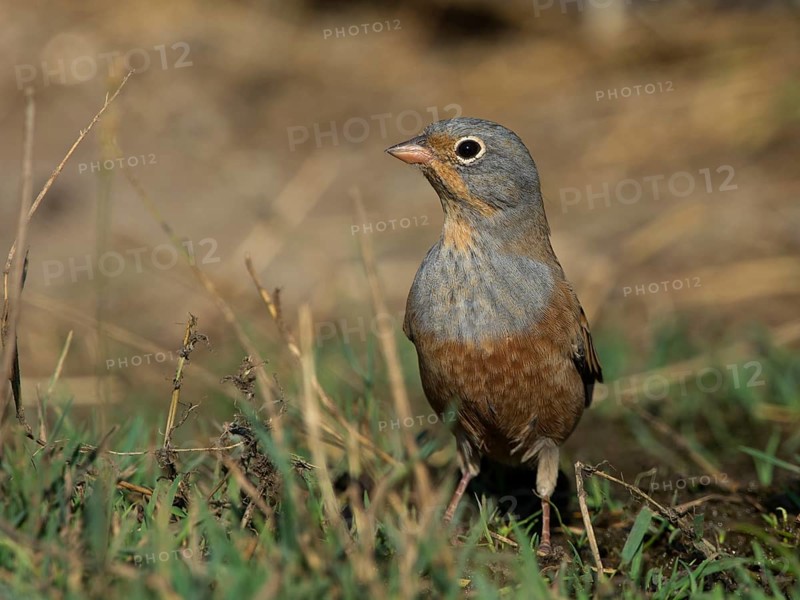 Cretzschmar Cretzschmar's bunting