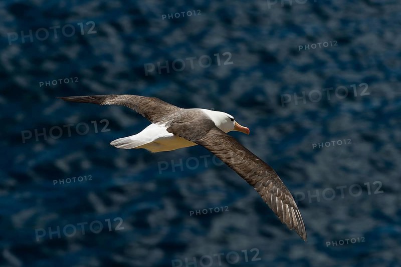 Black-browed Albatross