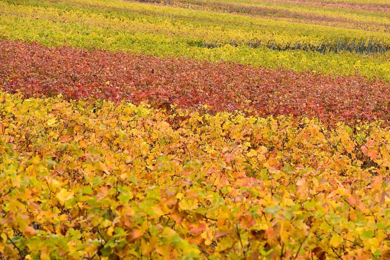 Vineyards