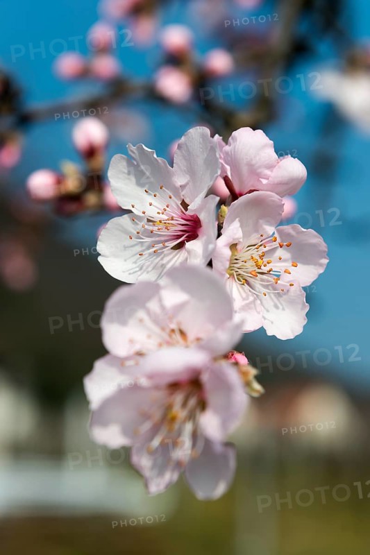 Almond