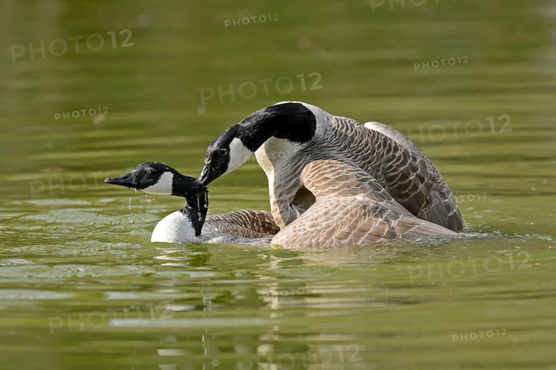 Canada Goose