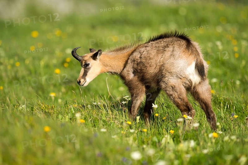 Chamois