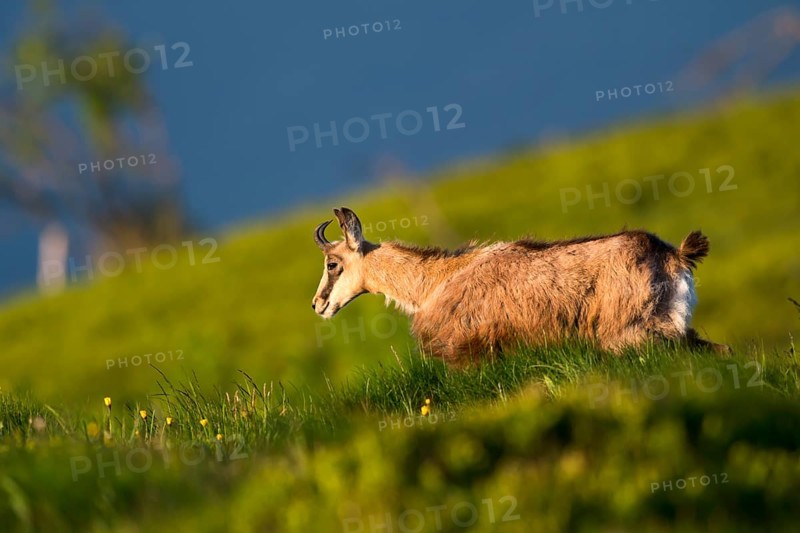 Chamois