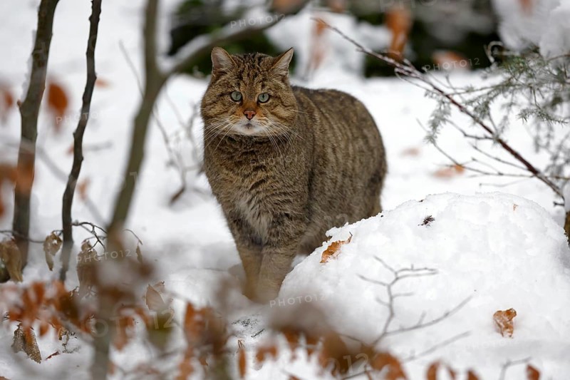 Wildcat