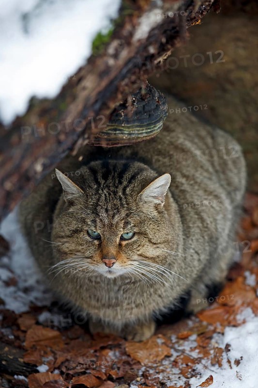 Wildcat