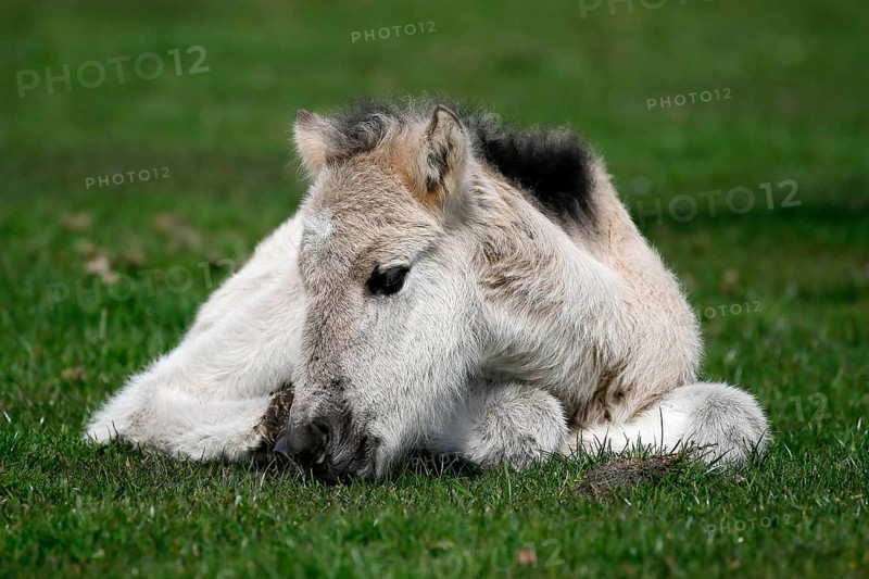 Wild Horse Duelmen