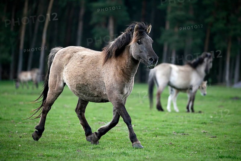Wild Horse Duelmen
